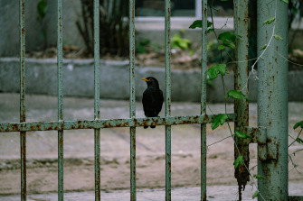 Más allá de las intenciones: una visión integrada de la rotación voluntaria