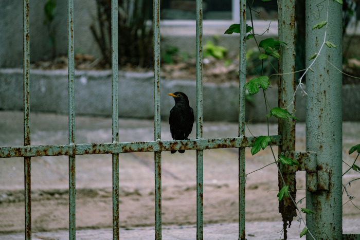 Más allá de las intenciones: una visión integrada de la rotación voluntaria