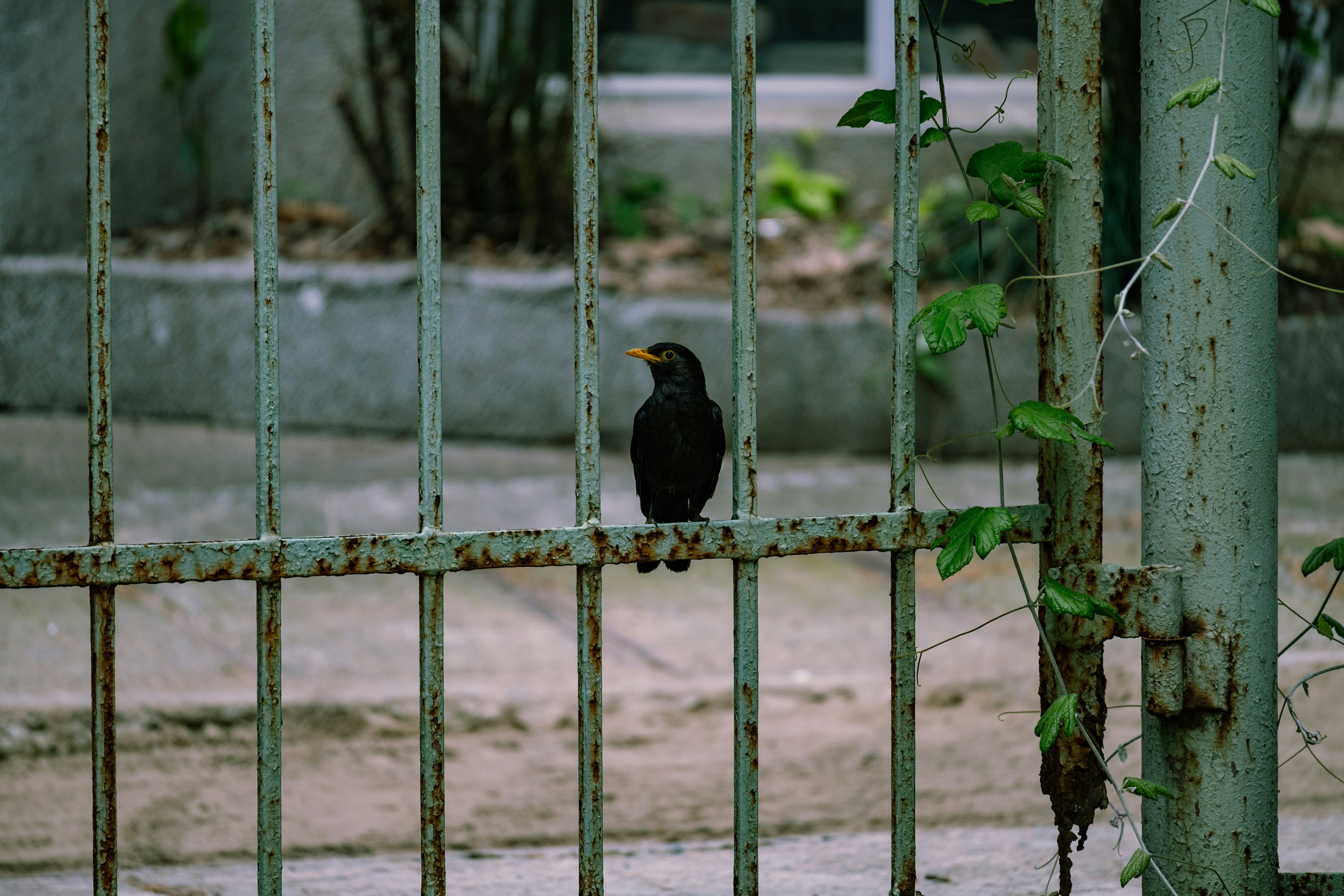 Más allá de las intenciones: una visión integrada de la rotación voluntaria